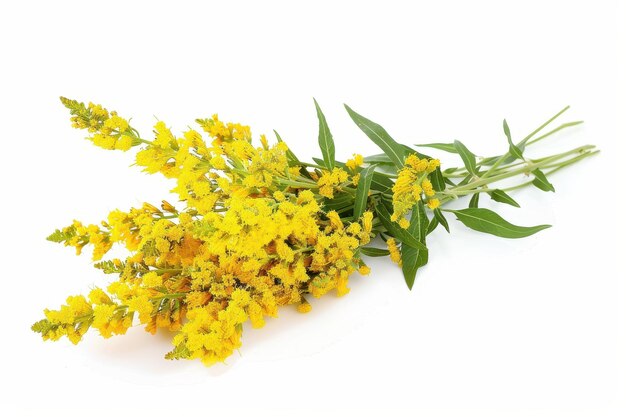 Photo goldenrod flowers isolated on white