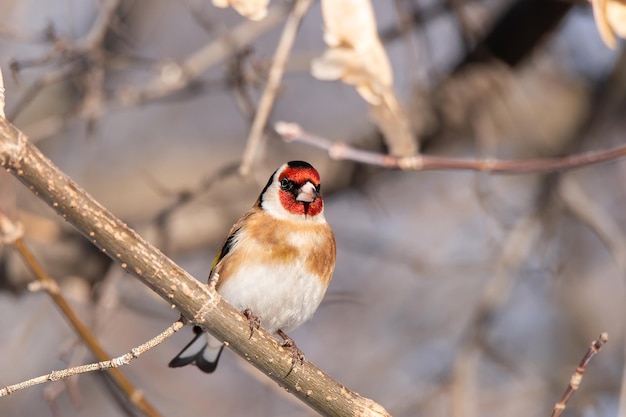 Goldfinch Carduelis carduelis perched on wooden perch with blurred natural backgroundx9