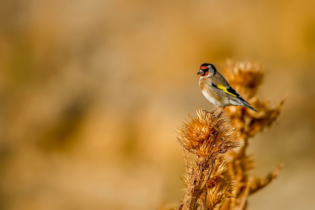 Goldfinch perched on a thistle with out of focus background