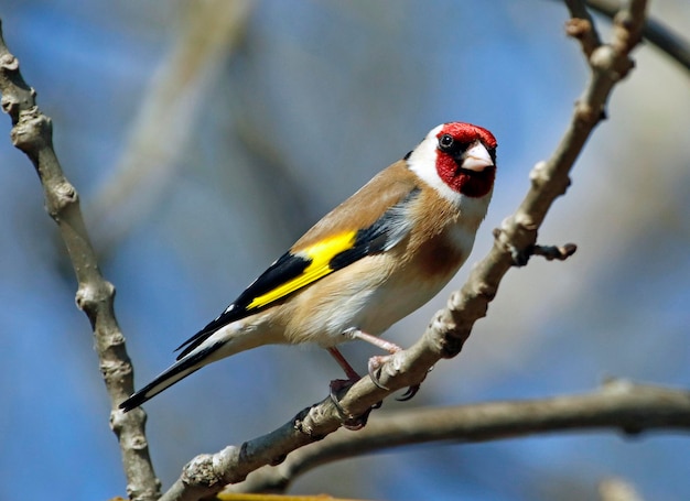 Goldfinches perched and preening in a tree