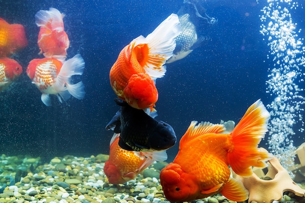 Goldfish in aquarium with green plants