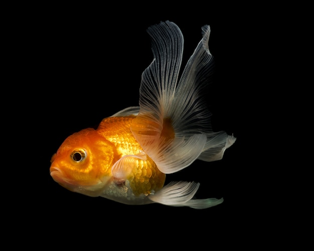 Goldfish on a black background 