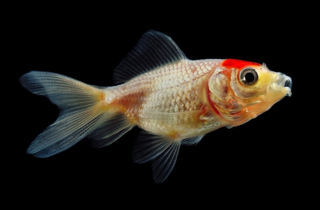 Goldfish eating food