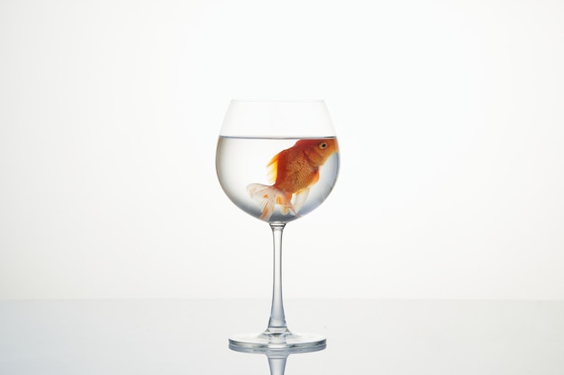 Goldfish floating in a wine glass on white