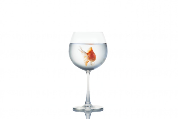 Goldfish floating in a wine glass on white