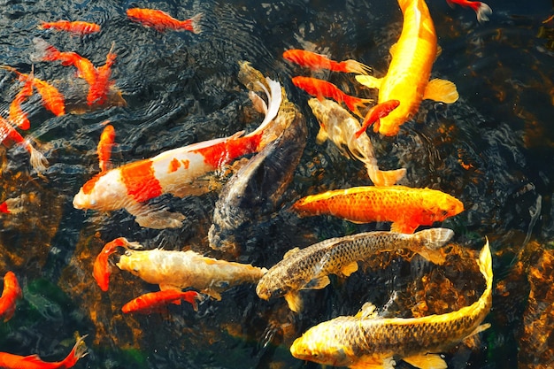 The goldfish floats in an artificial pond colorful decorative fish