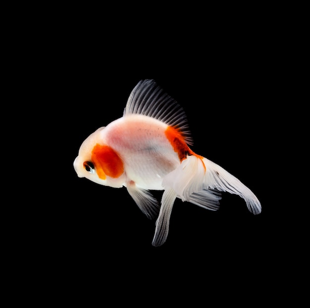 Goldfish isolated on black background