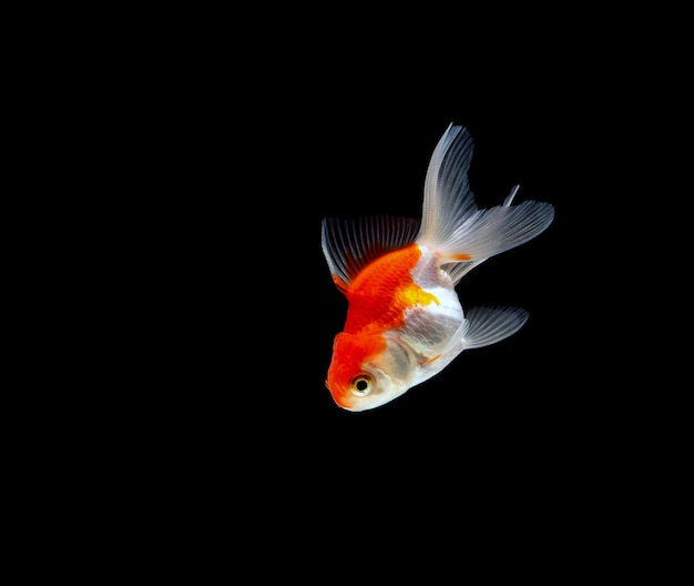 Goldfish isolated on black background