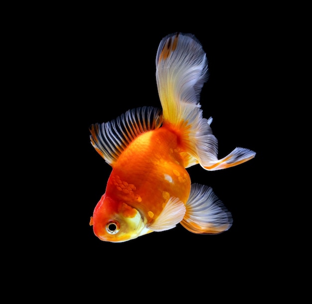 Goldfish isolated on a dark black background