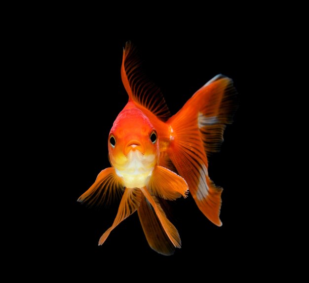 Goldfish isolated on a dark black background