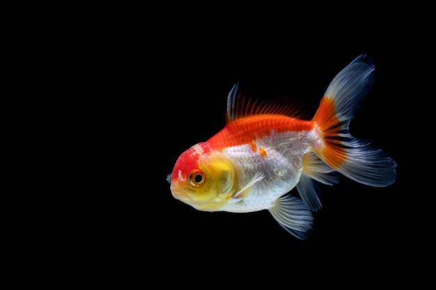 Goldfish isolated on a dark black background