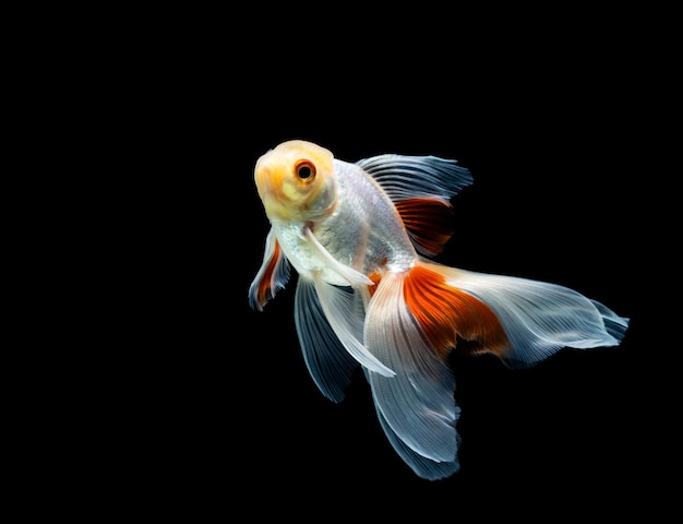 Goldfish isolated on a dark black background