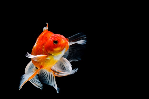 Goldfish isolated on a dark black background