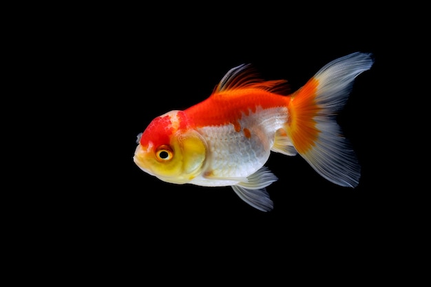 Goldfish isolated on a dark black background