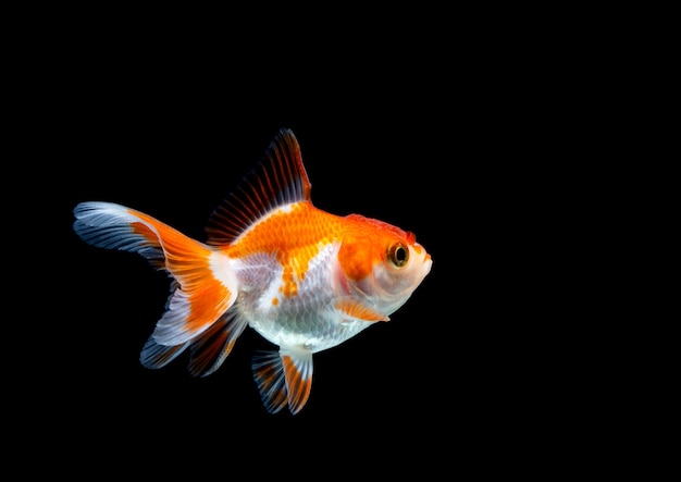 Goldfish isolated on a dark black background