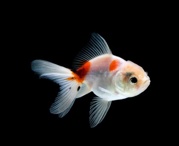 Goldfish isolated on a dark black background