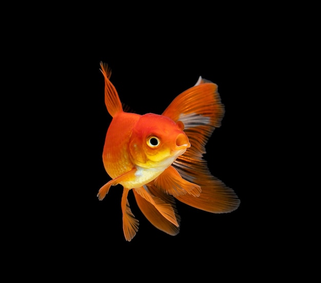 Goldfish isolated on a dark black background