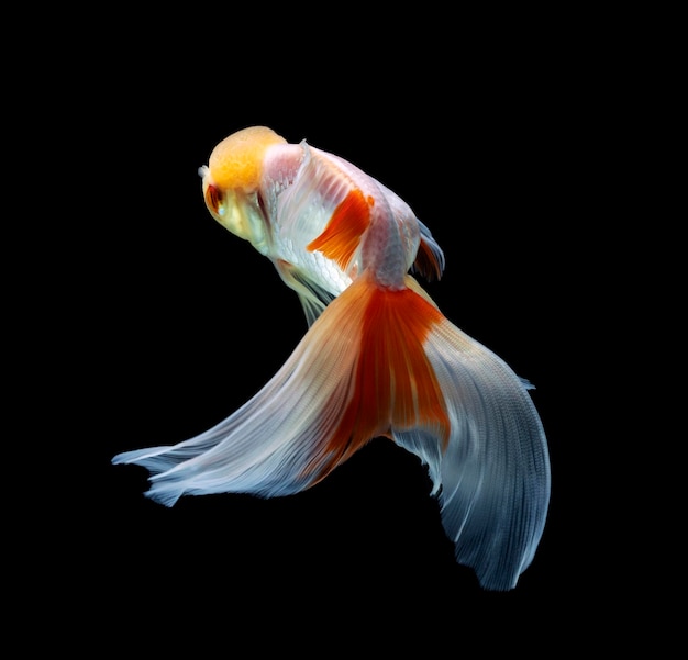 Goldfish isolated on a dark black background