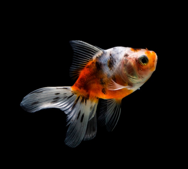 Goldfish isolated on a dark black background