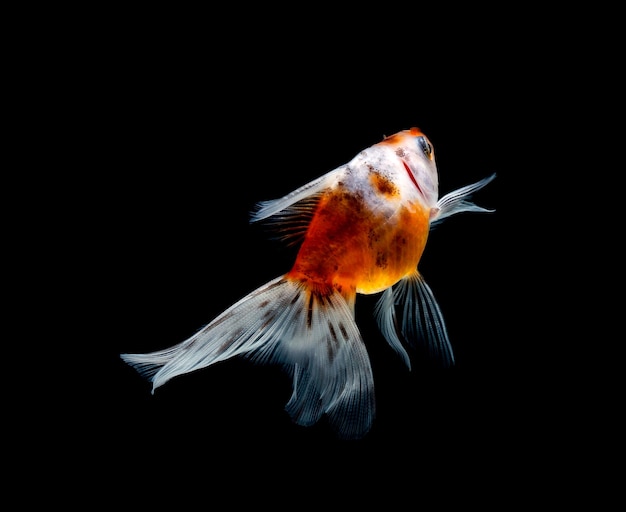 Goldfish isolated on a dark black background