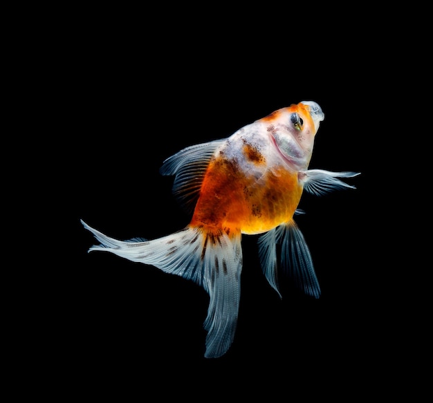 Goldfish isolated on a dark black background