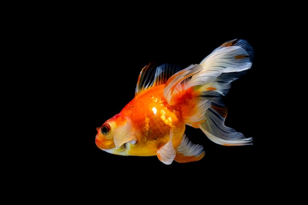 Goldfish isolated on a dark black 