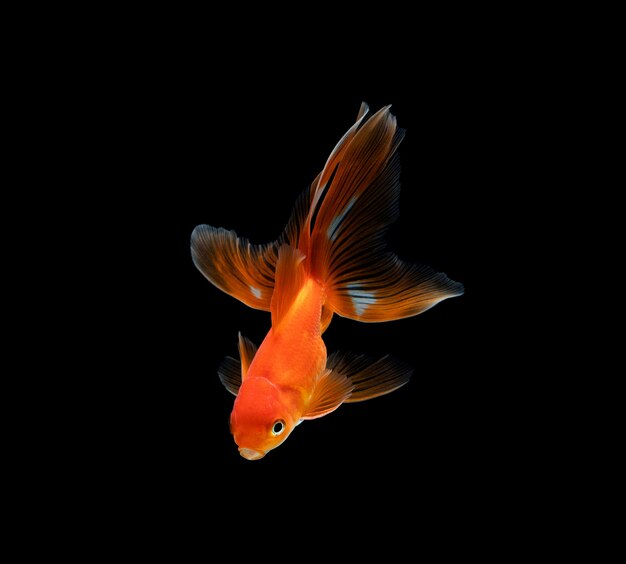 Goldfish isolated on a dark black 