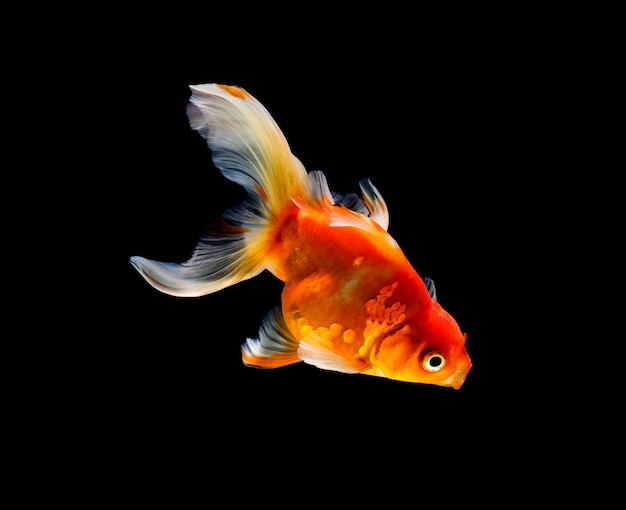 Goldfish isolated on dark black