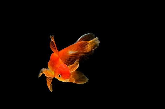 Goldfish isolated on a dark black