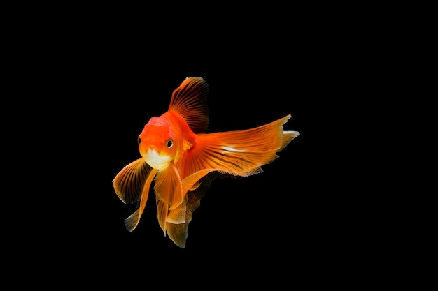 Goldfish isolated in the dark