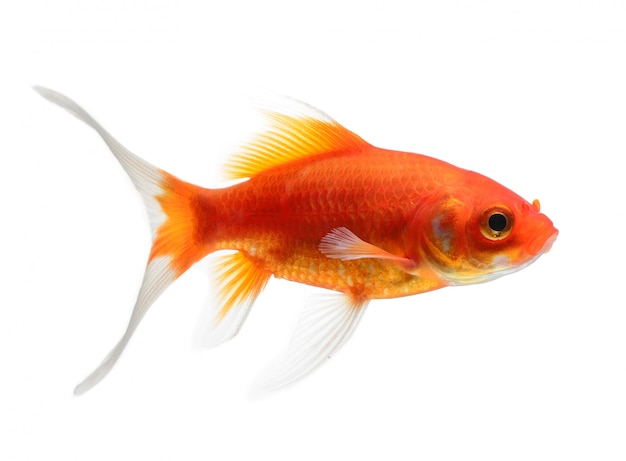 Goldfish Isolated on White space