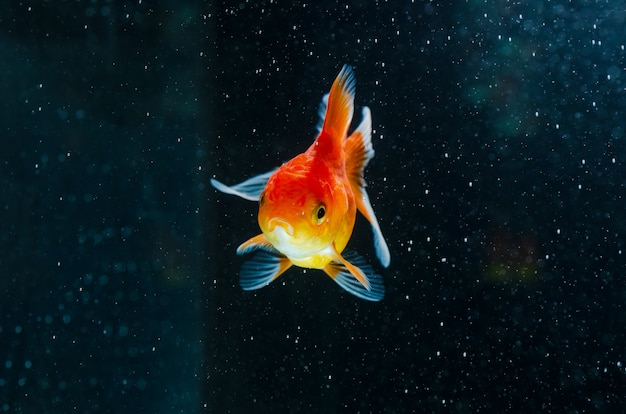 Goldfish nature beautiful fish