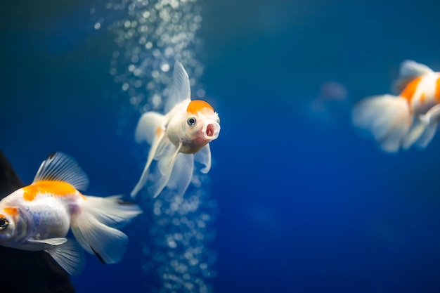 Goldfish swim in the aquarium in search of food