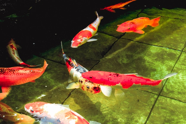 Goldfish swim in the clear pool