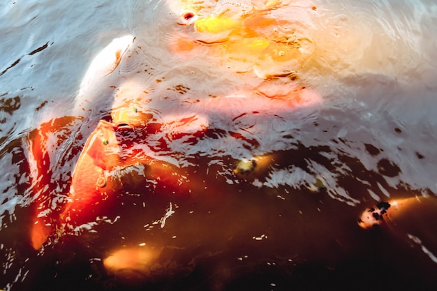 Goldfish swim in the pool against a background of orange water