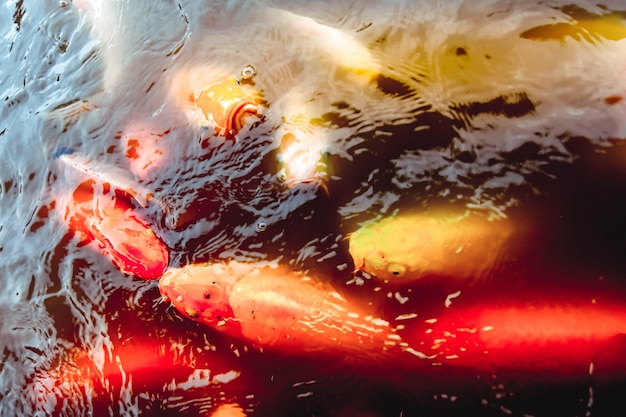 Goldfish swim in the pool against a background of orange water