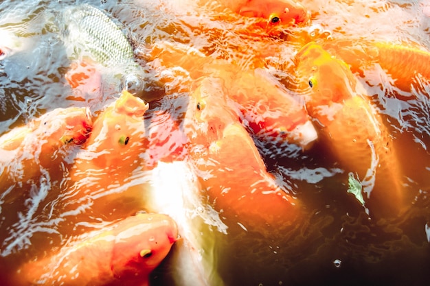 Goldfish swim in the pool against a background of orange water