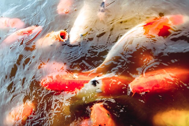 Goldfish swim in the pool