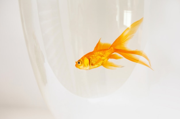 Goldfish swimming in a fishbowl