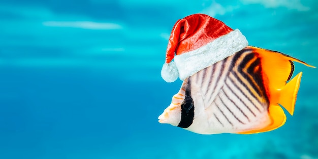 Goldfish underwater carrying christmas presents with santaclaus hat