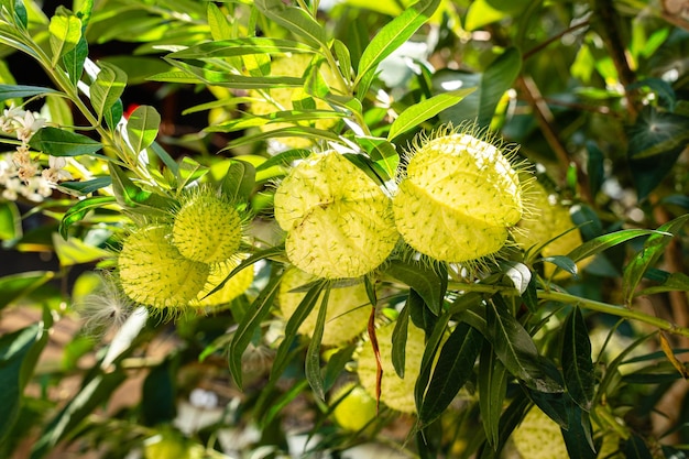 Gomphocarpus physocarpus commonly known as hairy balls balloon plant or swan plant