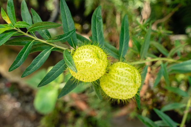 Gomphocarpus physocarpus commonly known as hairy balls balloon plant or swan plant