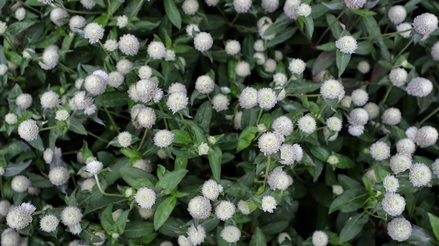 Gomphrena Globosa or Gomphrena Dwarf Cissy White bush form a beautiful background in a garden