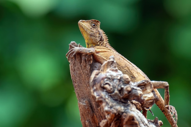 Gonocephalus kuhli on wood animal closeup