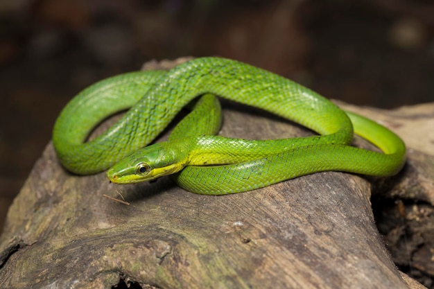 Gonyosoma oxycephalum  the arboreal ratsnake  the red-tailed green ratsnake  and the red-tailed race