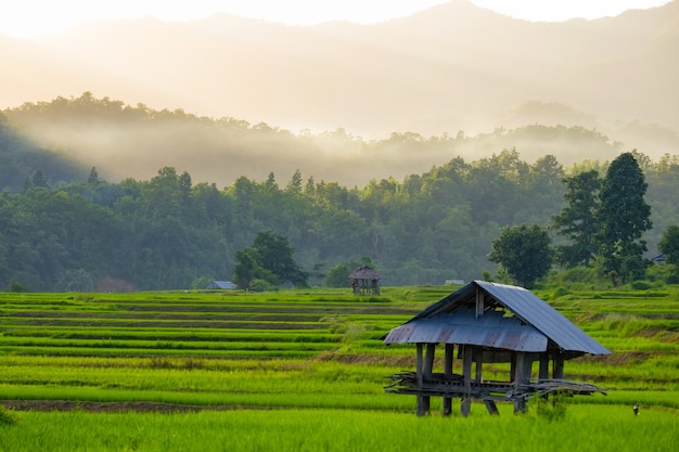 Good atmosphere at the rice terrace field with a hut during sunset with misty on the mountain