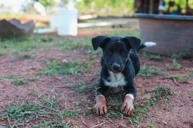 The good black dog was looking at the owner with suspicion