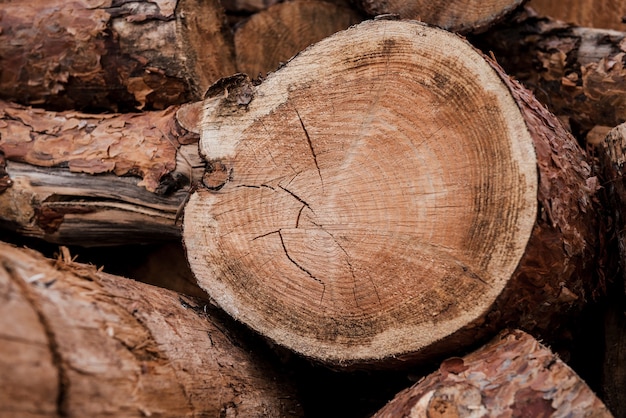 Good log. Close-up of huge log layingamong others