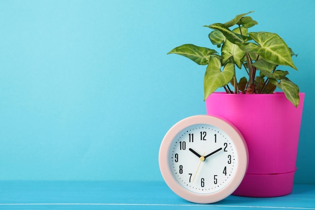 Good morning concept modern alarm clock and houseplant on blue background