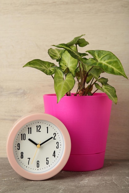 Good morning concept modern alarm clock and houseplant on light background